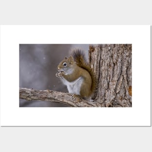 Red Squirrel Posters and Art